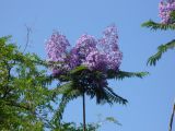 Jacaranda mimosifolia. Ветвь с соцветиями. Турецкая Республика, пров. Анталья, г. Кемер (Türkiye Cumhuriyeti, il Antalya, Kemer); в озеленении города и отелей. 04.06.2009.