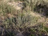 Asthenatherum forskaolii. Зацветающее растение. Израиль, г. Ашдод, пустырь на песках. 01.03.2011.