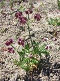 Turgenia latifolia. Цветущее и плодоносящее растение. Крым, окр. пос. Коктебель. 10 июня 2011 г.