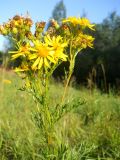 Senecio erucifolius