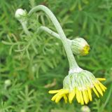 Anthemis tinctoria