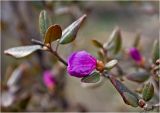 Rhododendron ledebourii. Ветвь с бутоном. Красноярский край, 19 мая 2012 г.