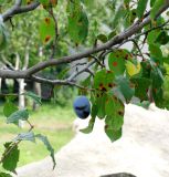 Prunus domestica. Часть ветки с плодом (листья поражены грибом Polystigma rubrum). Хорватия, Лика-Сень, Национальный парк «Плитвицкие озёра», небольшая деревушка, у дома. 05.09.2012.