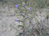 Echium vulgare