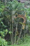 Dypsis lutescens. Цветущее и плодоносящее растение. Таиланд, национальный парк Си Пханг-нга. 19.06.2013.