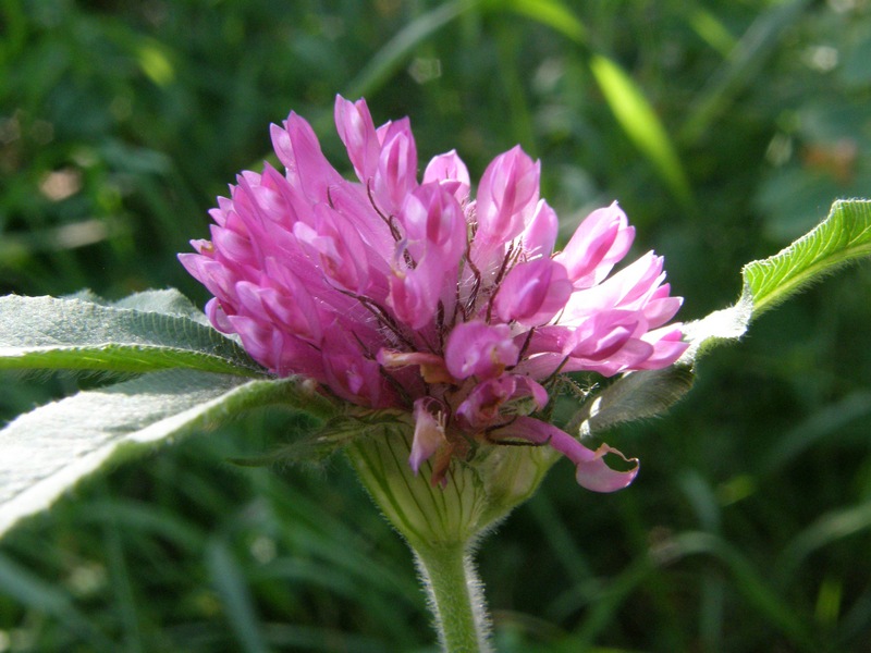 Изображение особи Trifolium alpestre.