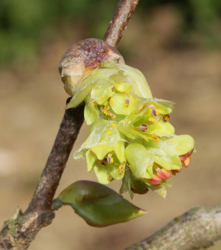 Изображение особи Corylopsis sinensis.