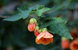 Abutilon &times; hybridum