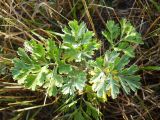 Artemisia absinthium. Листья. Волгоградская обл., Николаевский р-н, г. Николаевск, прибрежный участок (склон берега, береговая терраса) р. Волга. 27.09.2014.