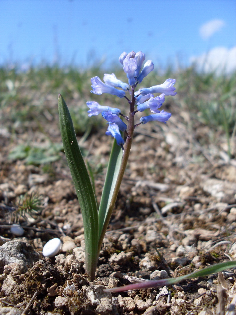 Изображение особи Hyacinthella pallasiana.