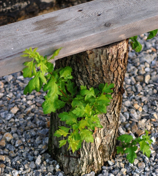 Изображение особи Crataegus pinnatifida.