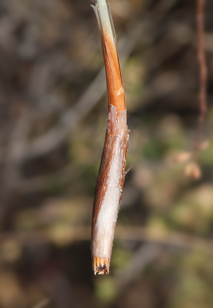 Изображение особи Allium montanostepposum.