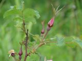 Rosa acicularis