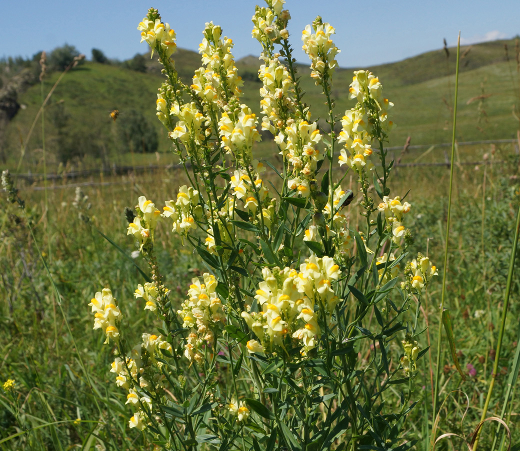 Изображение особи Linaria vulgaris.