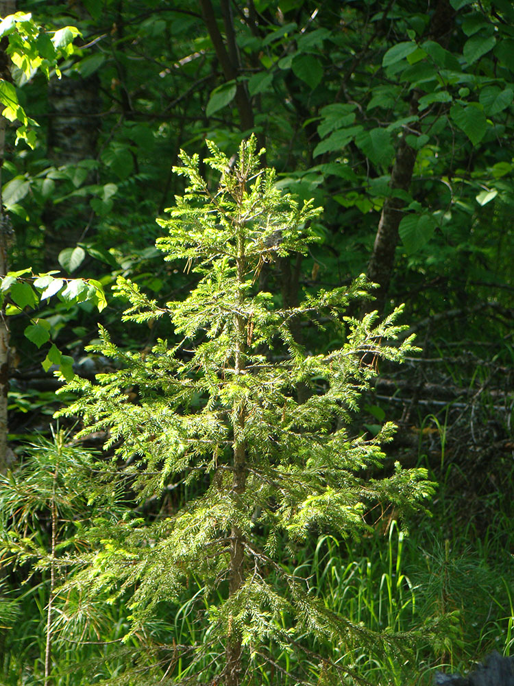 Изображение особи Picea obovata.