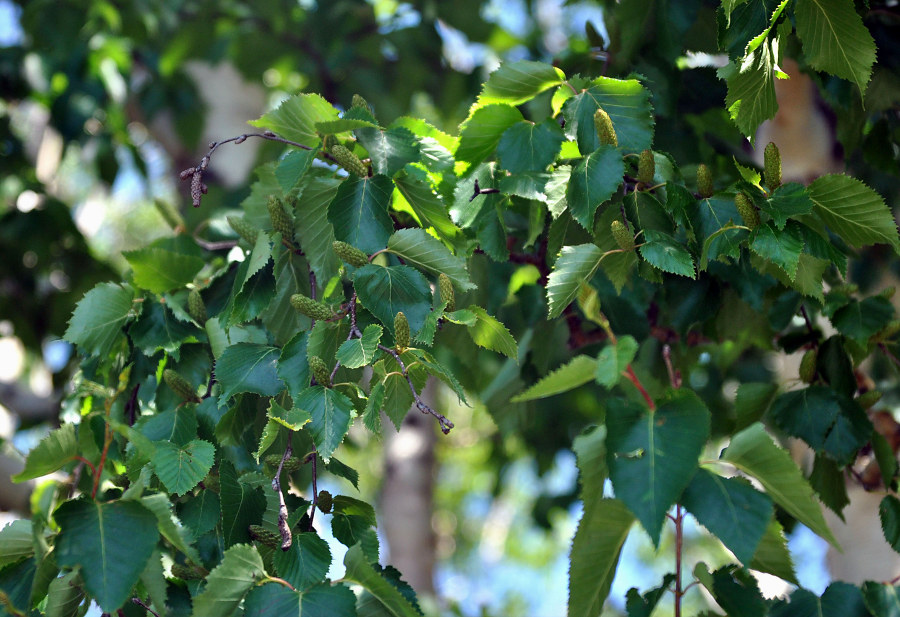 Изображение особи Betula ermanii.