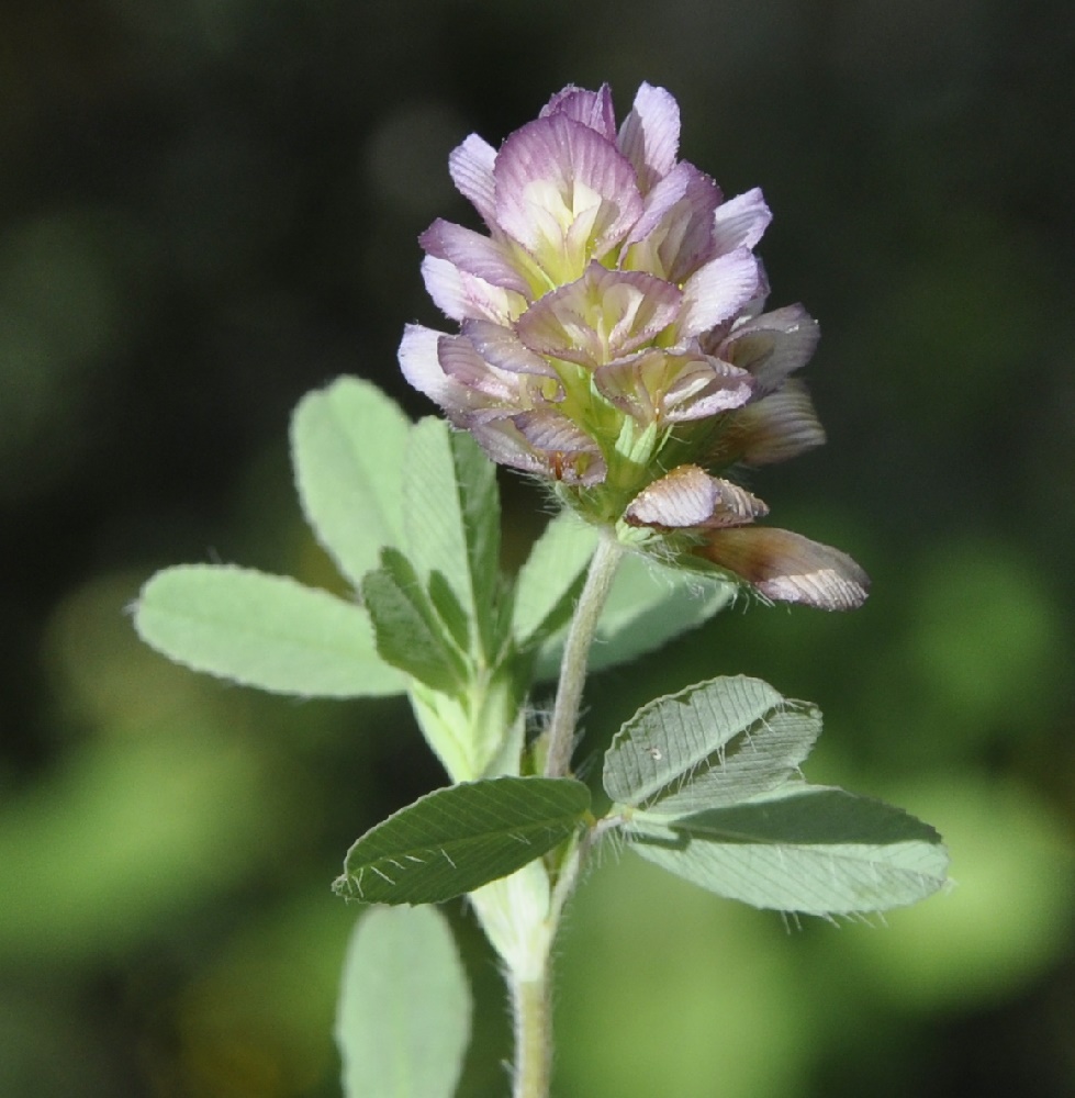 Изображение особи Trifolium grandiflorum.