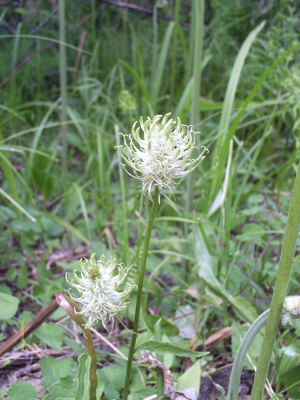 Изображение особи Phyteuma spicatum.