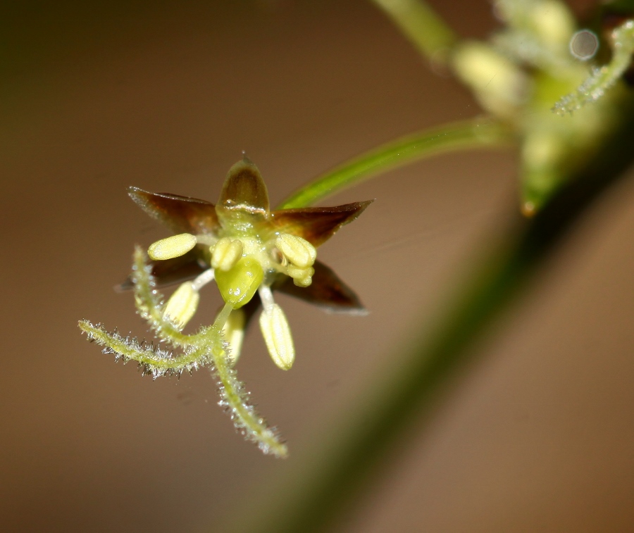 Изображение особи Luzula rufescens.