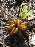 Dryopteris crassirhizoma