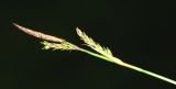 Carex subebracteata