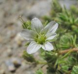 Minuartia inamoena