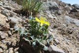 Crepis karelinii