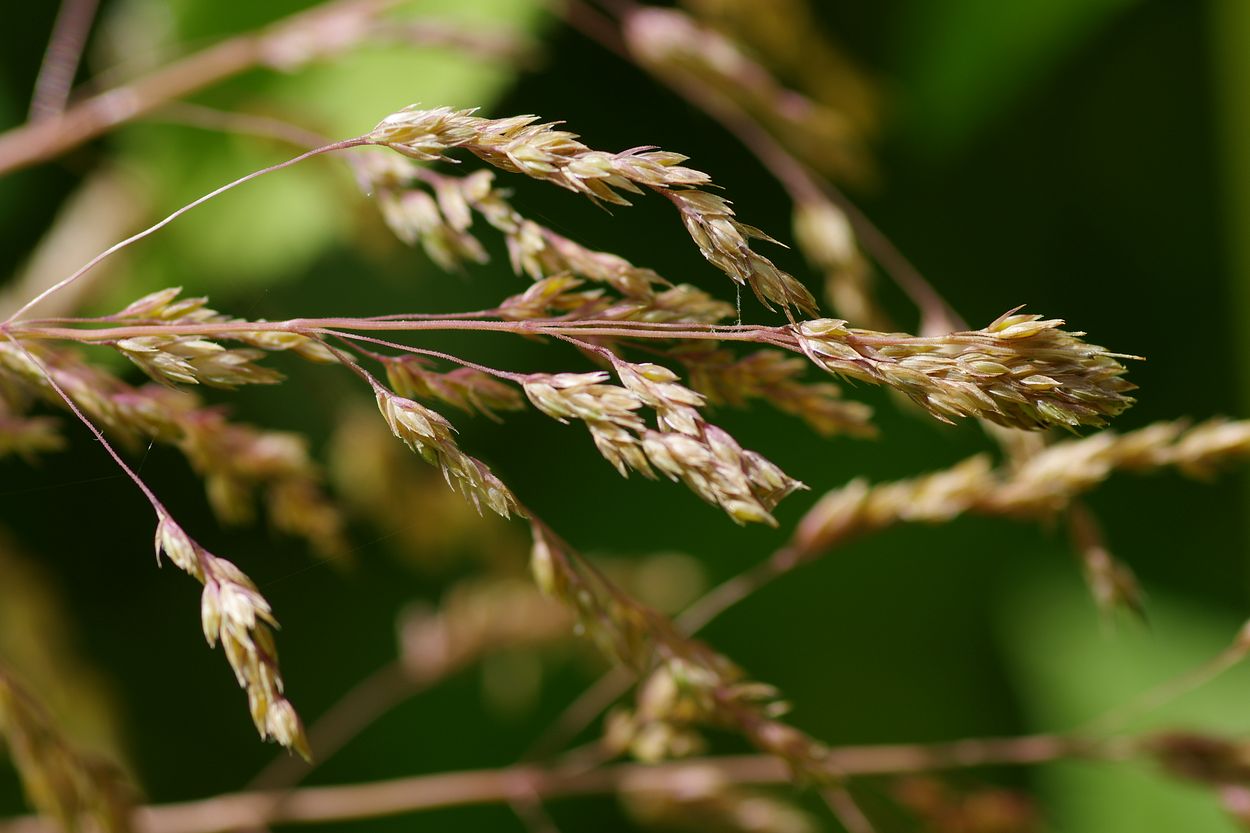 Image of Poa trivialis specimen.