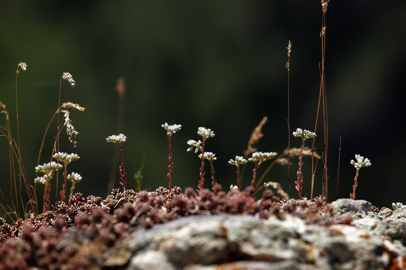 Изображение особи Sedum alberti.