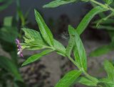 Epilobium hirsutum. Цветущий побег аномальным 5-членным цветком. Пермь, Свердловский р-н, на клумбе, сорное. 16 июля 2018 г.