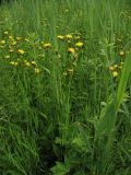 Crepis paludosa