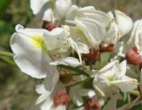 Robinia pseudoacacia