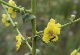 Verbascum sinuatum. Часть соцветия с цветком и фуражирующим муравьём. Испания, автономное сообщество Каталония, провинция Жирона, комарка Баш Эмпорда, муниципалитет Тороэлья-де-Монгри, долина Санта-Катерина. 15.06.2018.