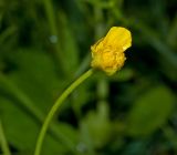 Ranunculus cassubicus. Верхушка побега с распускающимся цветком. Пермский край, пос. Юго-Камский, разнотравный луг. 20 мая 2018 г.