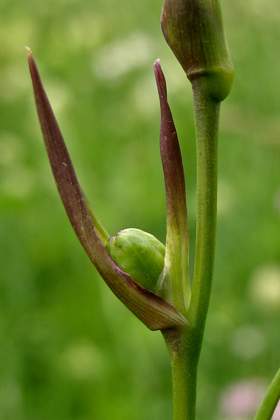 Изображение особи Gladiolus imbricatus.