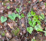 Cyclamen cyprium