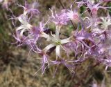 Dianthus superbus