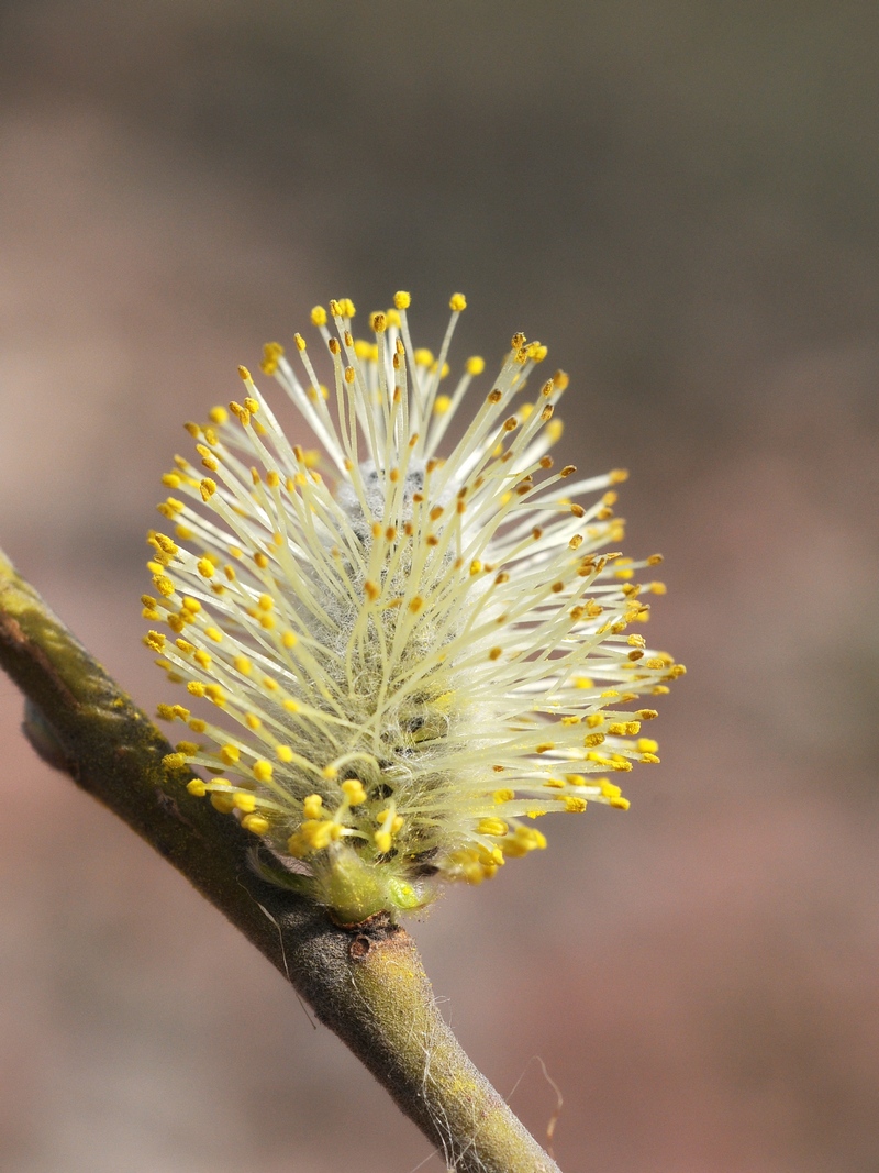 Изображение особи Salix cinerea.