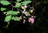 Lespedeza bicolor