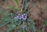 Astragalus dolichophyllus. Цветущее растение. Астраханская обл., Харабалинский р-н, берег р. Ашулук, сухая степь. 30.04.2019.