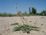 Plantago lanceolata