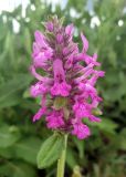 Betonica officinalis