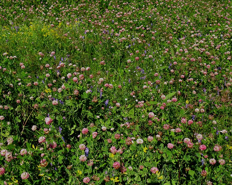 Изображение особи Trifolium hybridum.