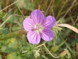 Geranium collinum. Цветок. Украина, Запорожская обл., Гуляйпольский р-н, г. Гуляйполе, берег р. Гайчур, луговая степь. 21.08.2020.