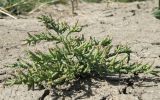 Salicornia perennans. Цветущее растение. Север Краснодарского края, дно высохшей лужи в пойме р. Ея у хут. Гудко-Лиманский. 14.09.2010.