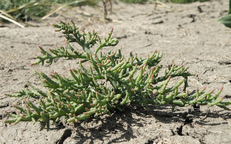 Изображение особи Salicornia perennans.