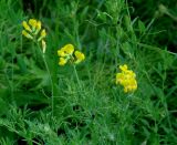 Lathyrus pratensis