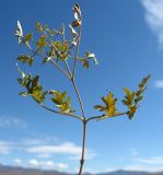 Clematis latisecta. Верхушка вегетативного побега. Тува, Пий-Хемский р-н, устье р. Сесерлиг, каменистая степь. 07.08.2007.