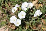 Convolvulus arvensis