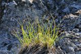 Carex rupestris. Плодоносящее растение. Приморский край, окр. г. Дальнегорск, падь Партизанская, известняковая скала. 11.06.2022.